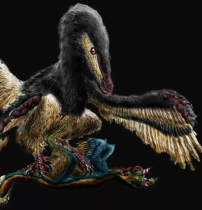 Wildly cool dinosaur facts you didnt know - #20 Velociraptors Likely Had Feathers Instead of Scales