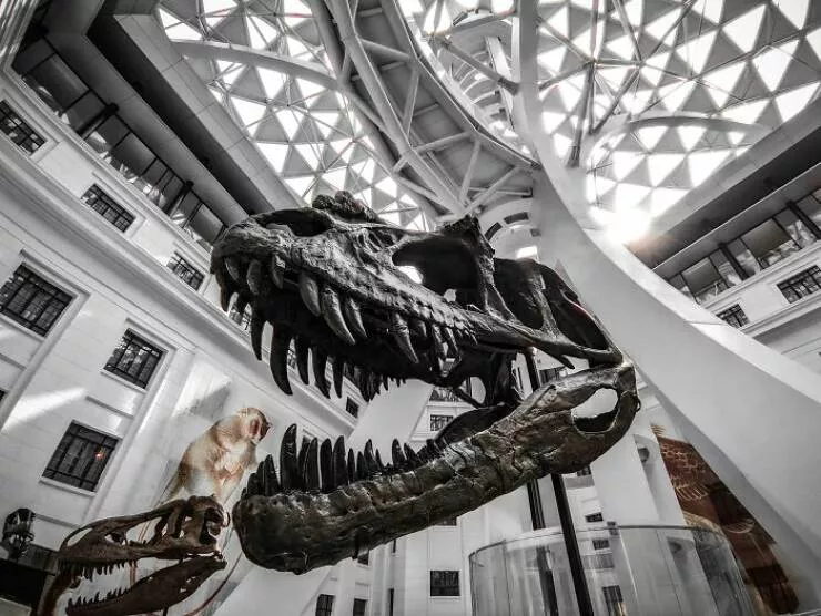 Anecdotes dingues et geniales sur les dinosaures - #21 Les Dinosaures Ont Disparu Il Y A Environ 65 Millions D’Années