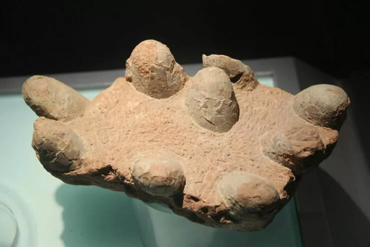 Wildly cool dinosaur facts you didnt know