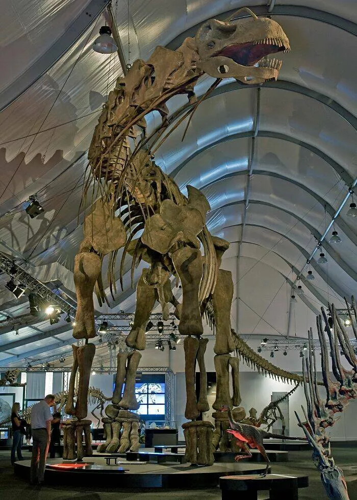 Anecdotes dingues et geniales sur les dinosaures - #25 L’Argentinosaurus Était Le Plus Grand Dinosaure Terrestre