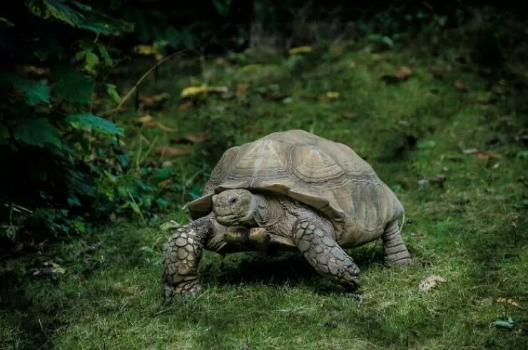 Anecdotes dingues et geniales sur les dinosaures - #3 Des Êtres Vivants Peuplaient La Terre Bien Avant Les Dinosaures