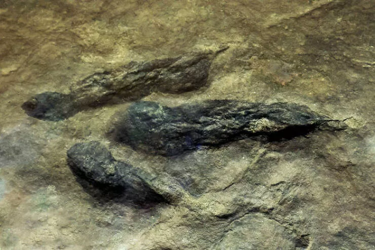 Wildly cool dinosaur facts you didnt know - #5 The Oldest Known Dinosaur Dates Back 237 Million Years