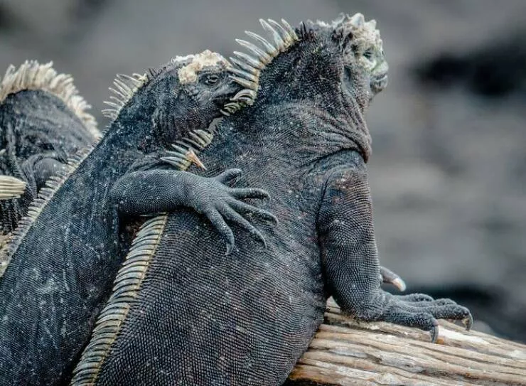 Wildly cool dinosaur facts you didnt know - #7 Many Dinosaurs Lived in Social Groups