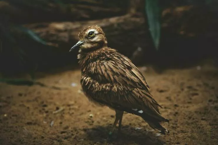 Wildly cool dinosaur facts you didnt know - #9 Modern Birds Are Direct Descendants of Dinosaurs