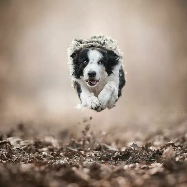 Chiens en mouvement comme jamais vu - #1 