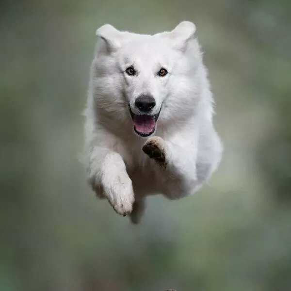 Chiens en mouvement comme jamais vu - #10 