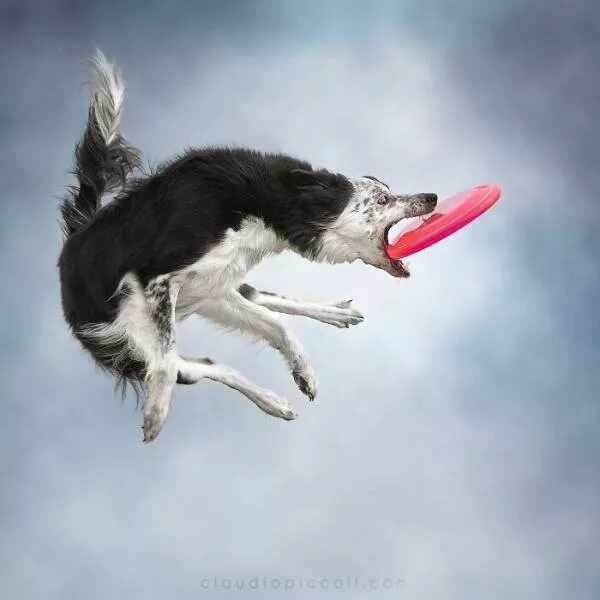 Chiens en mouvement comme jamais vu - #12 