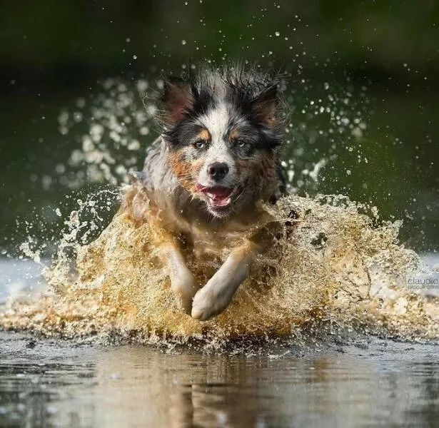Chiens en mouvement comme jamais vu - #13 