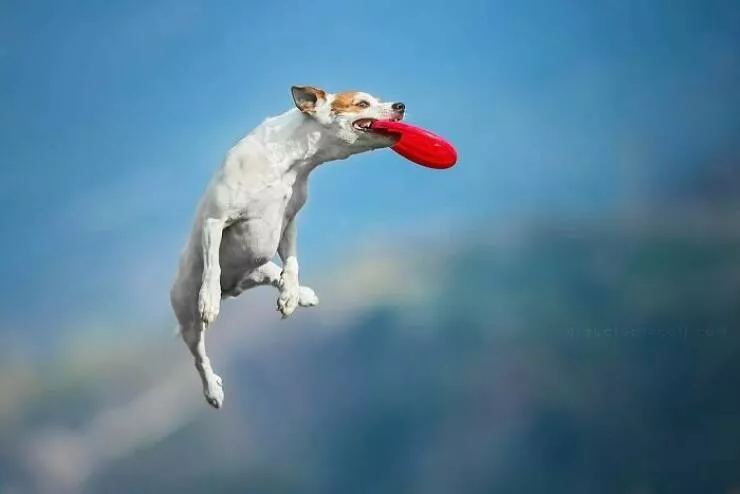 Chiens en mouvement comme jamais vu - #14 
