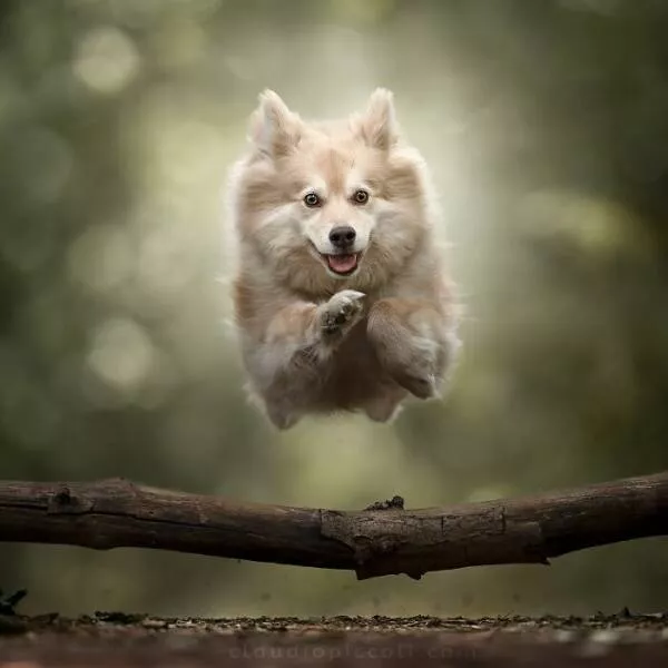 Dogs in action like never before - #15 