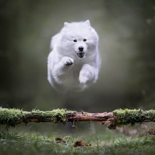 Chiens en mouvement comme jamais vu - #16 