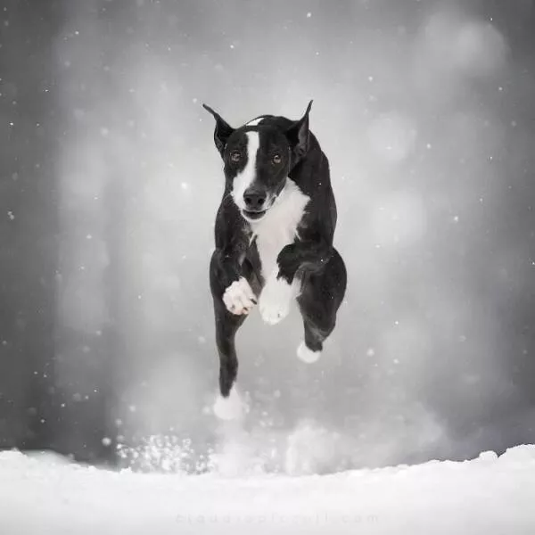 Chiens en mouvement comme jamais vu - #17 