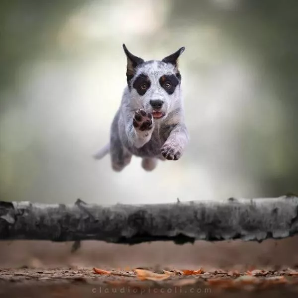 Chiens en mouvement comme jamais vu - #18 