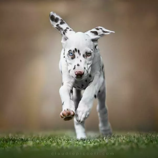 Chiens en mouvement comme jamais vu - #19 