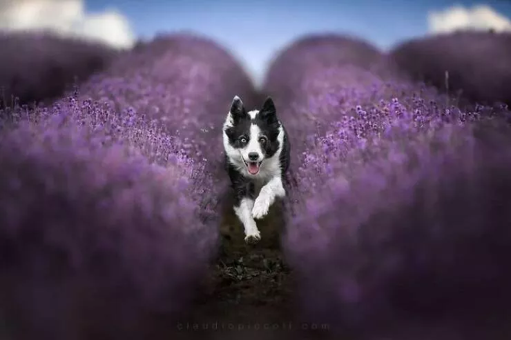 Dogs in action like never before