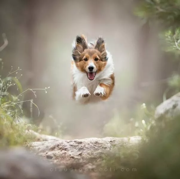 Chiens en mouvement comme jamais vu