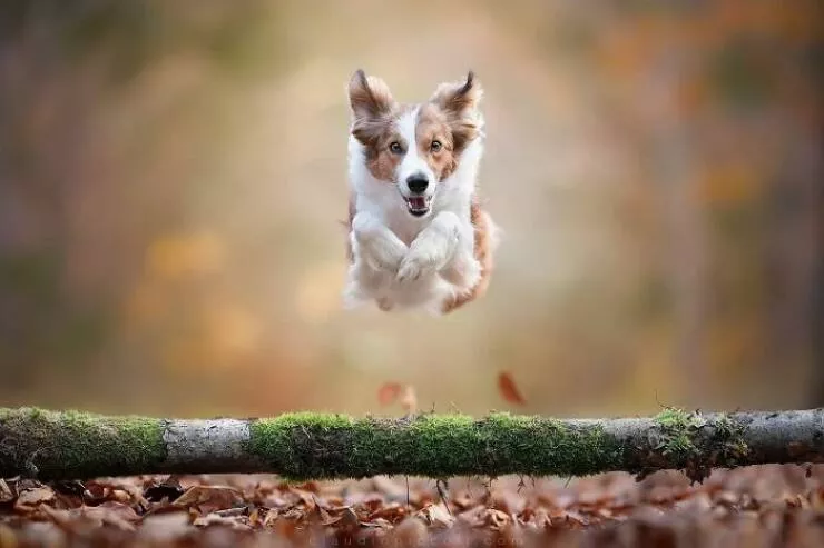 Chiens en mouvement comme jamais vu Chiens en mouvement comme jamais vu