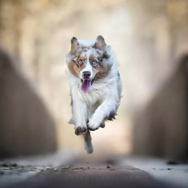 Chiens en mouvement comme jamais vu