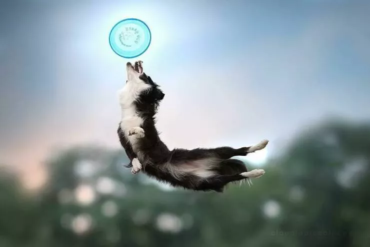 Dogs in action like never before - #25 Dogs in action like never before - #25