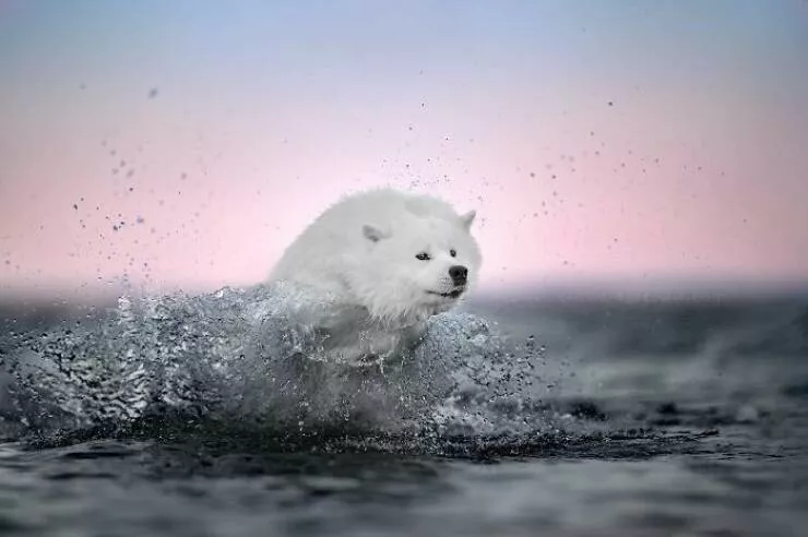 Dogs in action like never before - #28 Dogs in action like never before - #28
