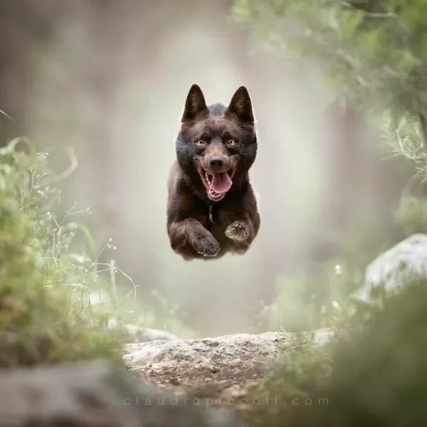 Dogs in action like never before - #29 Dogs in action like never before - #29