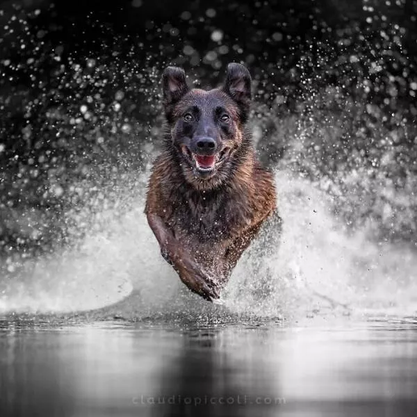 Chiens en mouvement comme jamais vu - #3 