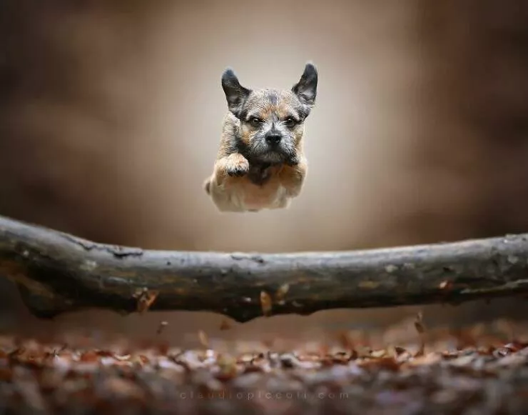 Dogs in action like never before - #30 Dogs in action like never before - #30