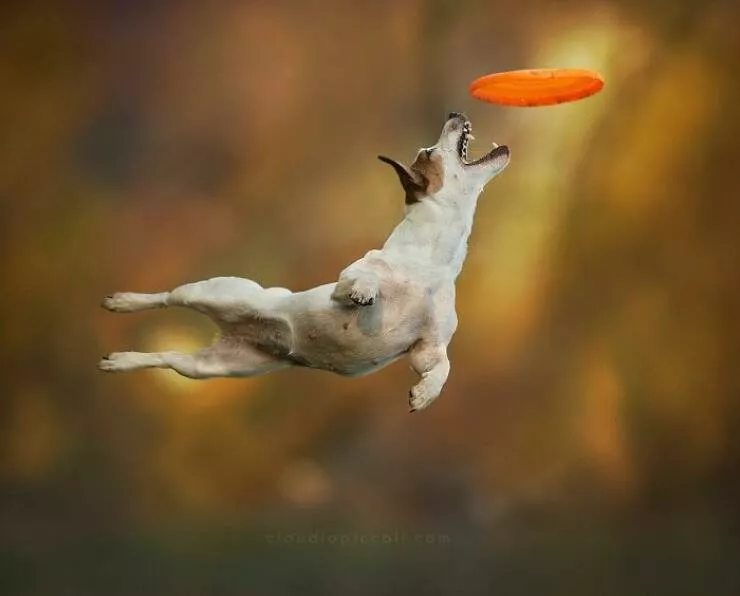 Dogs in action like never before - #31 Dogs in action like never before - #31