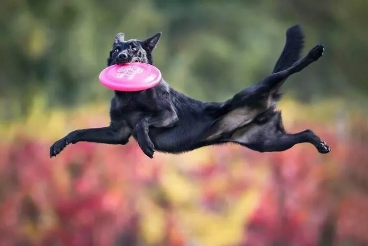 Dogs in action like never before - #33 Dogs in action like never before - #33