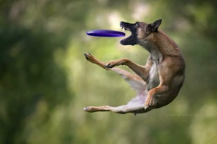 Dogs in action like never before - #34 Dogs in action like never before - #34