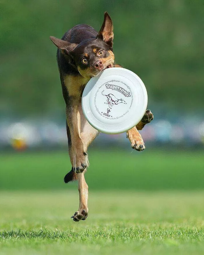 Dogs in action like never before - #35 Dogs in action like never before - #35