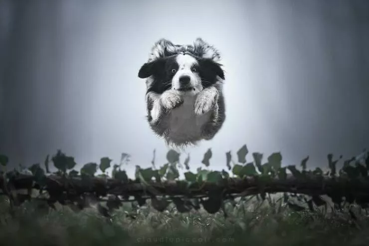 Dogs in action like never before - #36 Dogs in action like never before - #36
