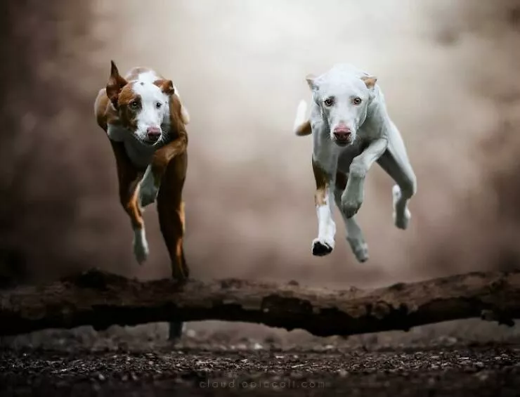 Dogs in action like never before - #37 Dogs in action like never before - #37