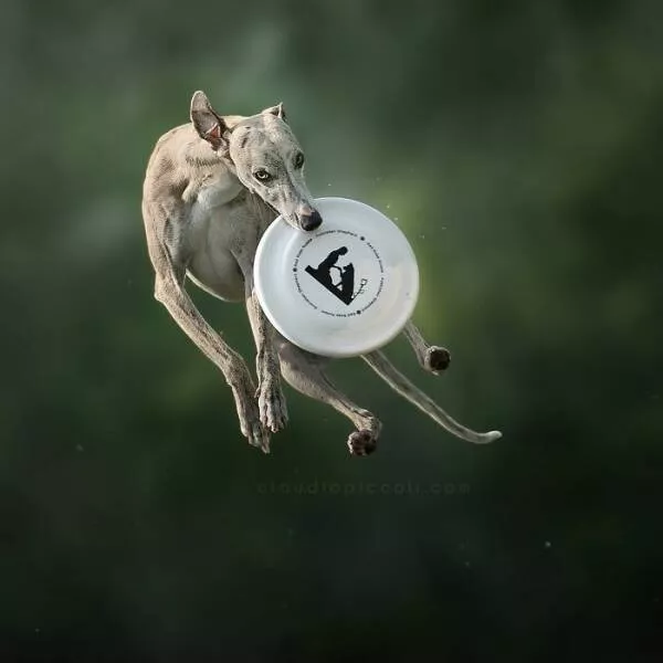 Dogs in action like never before - #38 Dogs in action like never before - #38
