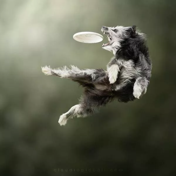 Chiens en mouvement comme jamais vu - #4 