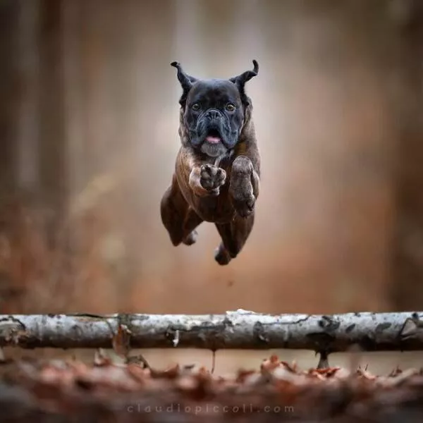 Dogs in action like never before - #40 Dogs in action like never before - #40