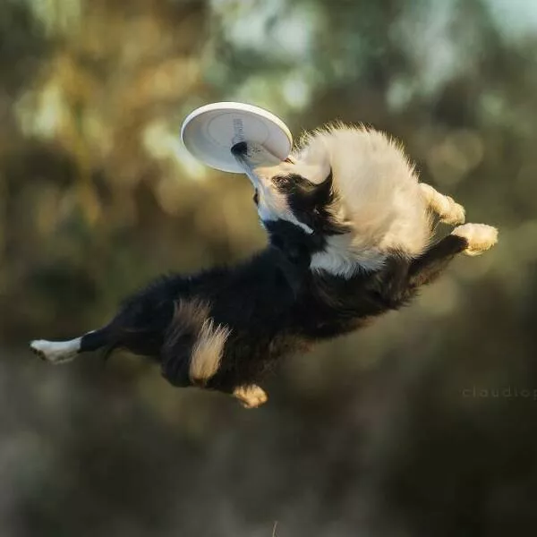 Dogs in action like never before - #43 Dogs in action like never before - #43
