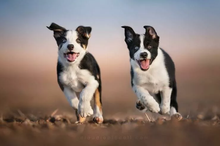 Chiens en mouvement comme jamais vu - #5 