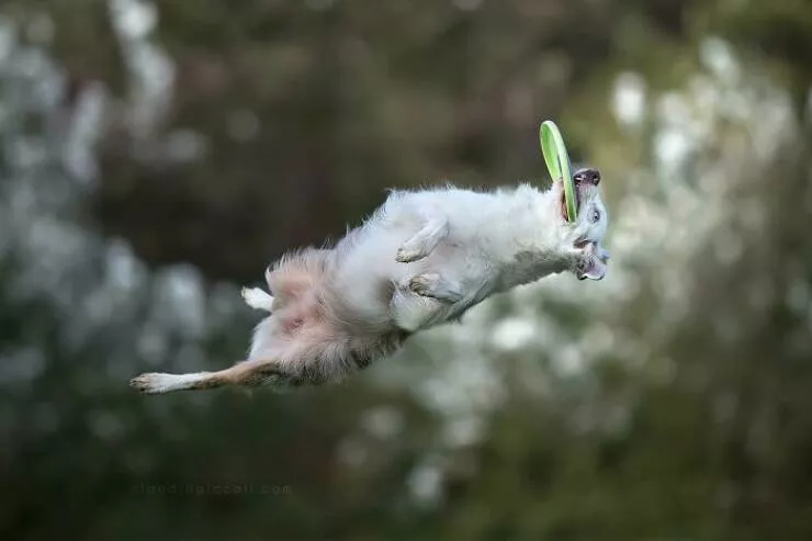 Chiens en mouvement comme jamais vu - #6 