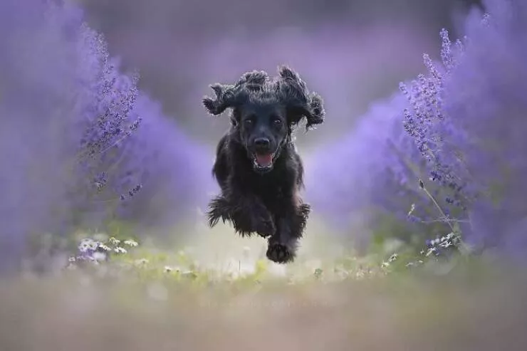 Chiens en mouvement comme jamais vu - #7 