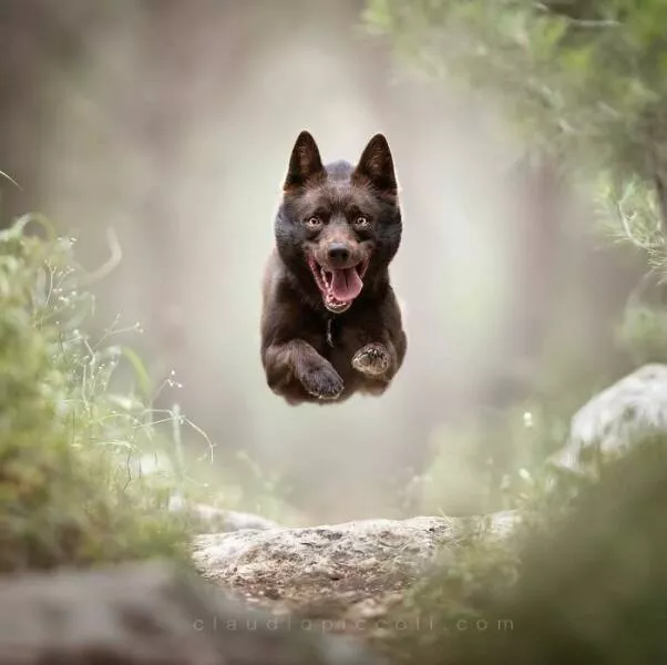Chiens en mouvement comme jamais vu - #8 
