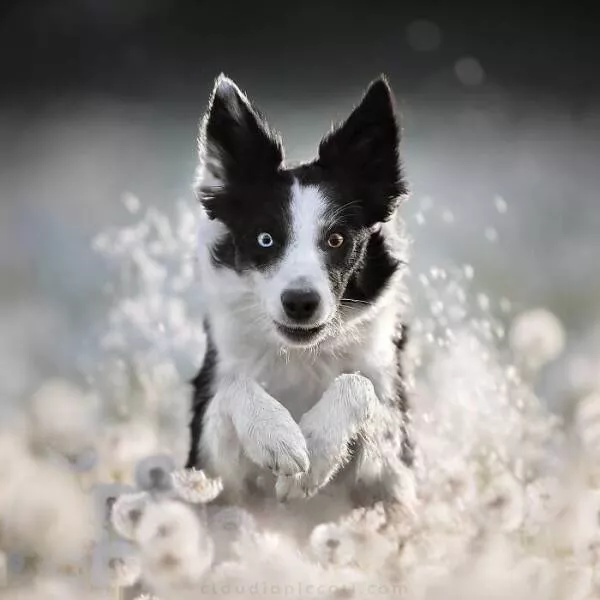Chiens en mouvement comme jamais vu - #9 