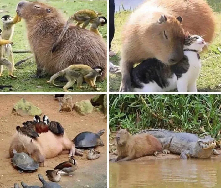 Uplifting moments to make you smile - #13 