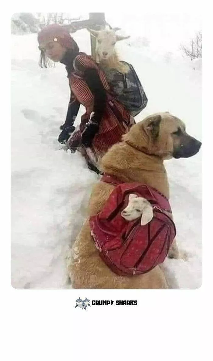 Uplifting moments to make you smile - #29 