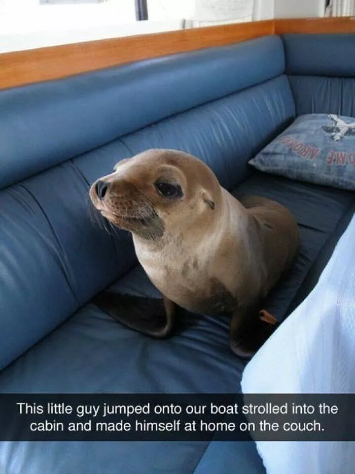 Uplifting moments to make you smile - #41 
