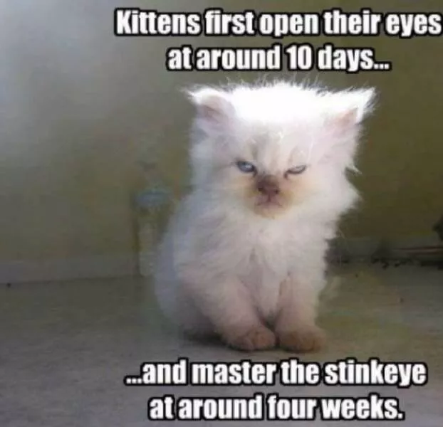 Throwback memes that still pack a punch - #17 