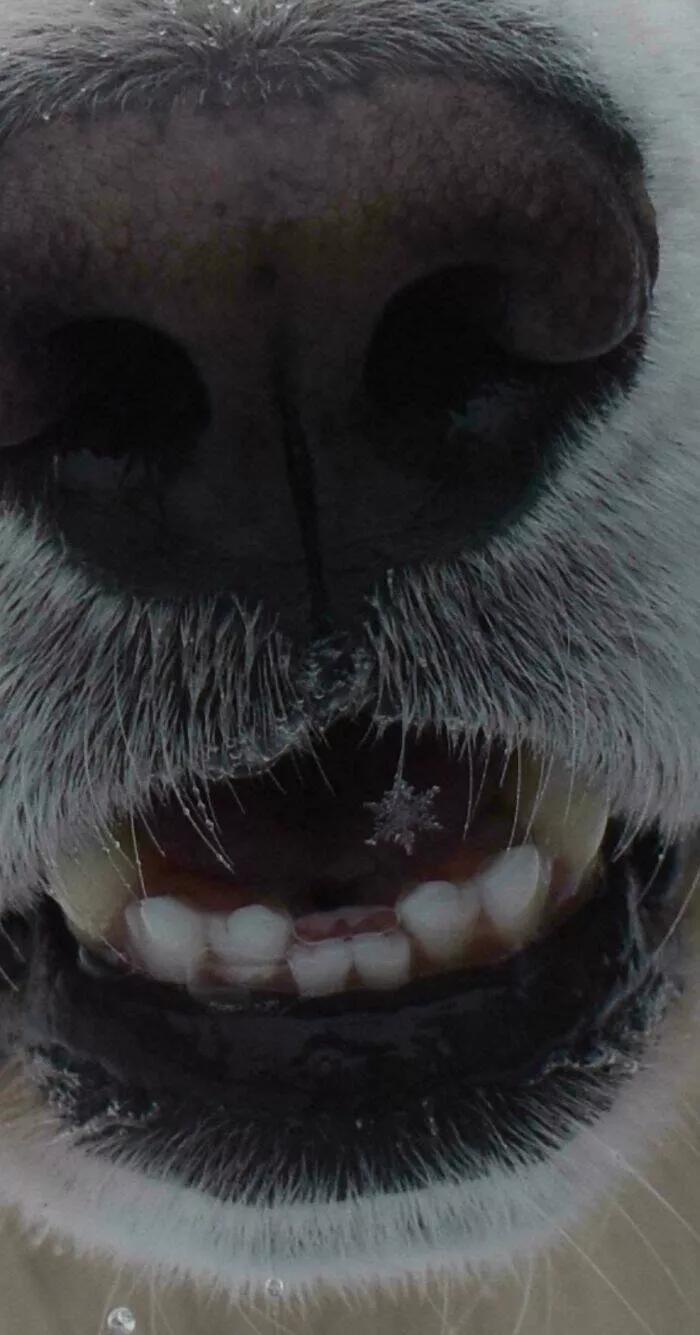 Intriguing photos with amazing stories - #1 Dog Catches a Snowflake in a Magical Close-Up