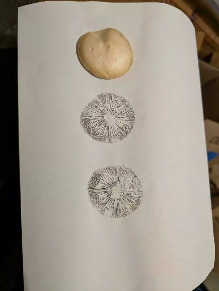 Intriguing photos with amazing stories - #12 Kid Prints Mushroom Cap Pattern on Paper as Art