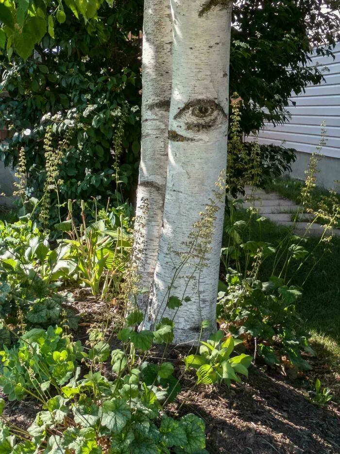 Intriguing photos with amazing stories - #21 Tree Bark Features an Eye-Like Pattern That's Almost Perfect