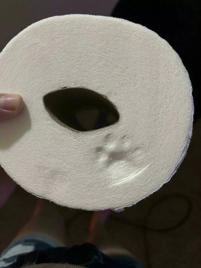 Intriguing photos with amazing stories - #26 Cat Stamps a Perfect Paw Mark on Toilet Paper